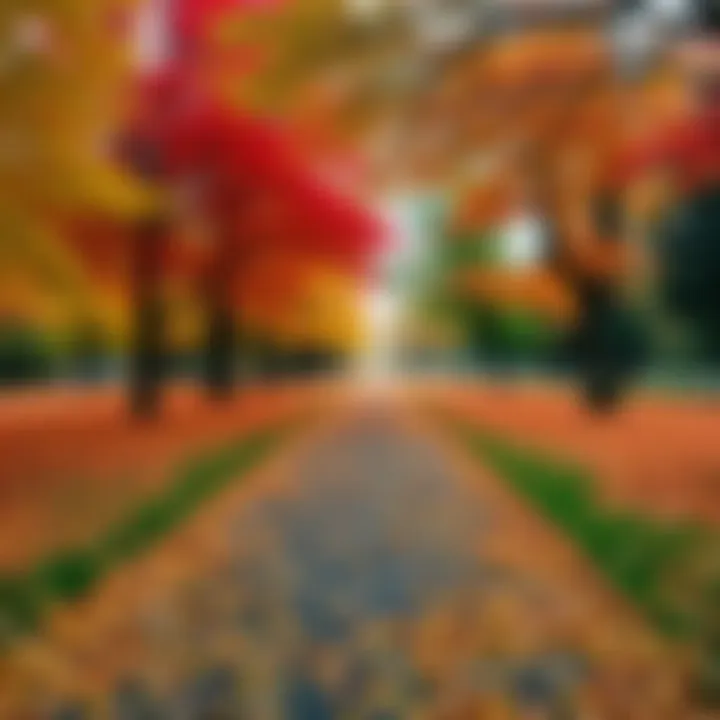 Colorful fall leaves covering a path in a park during autumn