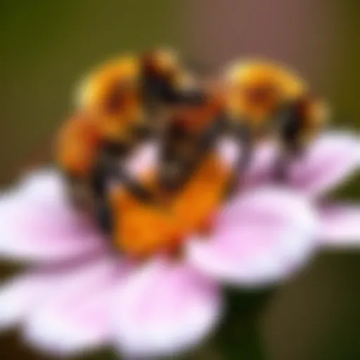 A close-up of two bees mating on a flower, with one bee appearing lifeless, emphasizing the tragic aspect of their reproductive cycle.