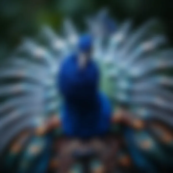 A Blue Peafowl with its feathers displayed, symbolizing an official announcement.