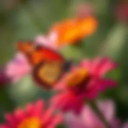Butterfly on a flower A vibrant butterfly perched on a colorful flower, symbolizing change and transformation in beliefs.