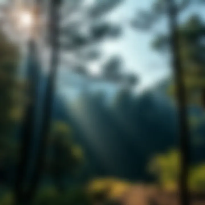 Calm Nature Scene A peaceful forest setting with soft sunlight filtering through trees, representing the essence of silence and reflection.