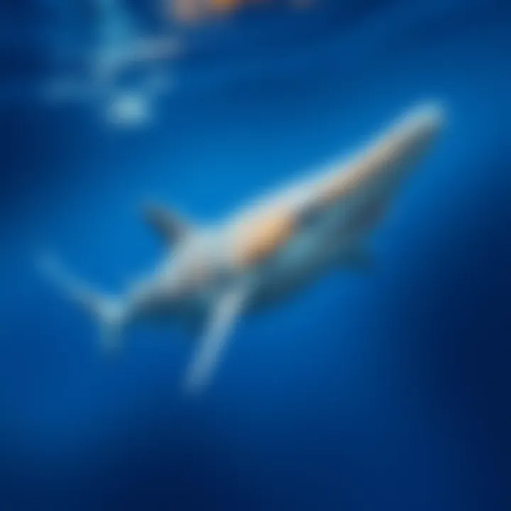 A Catshark gliding through the clear water with its unique features visible