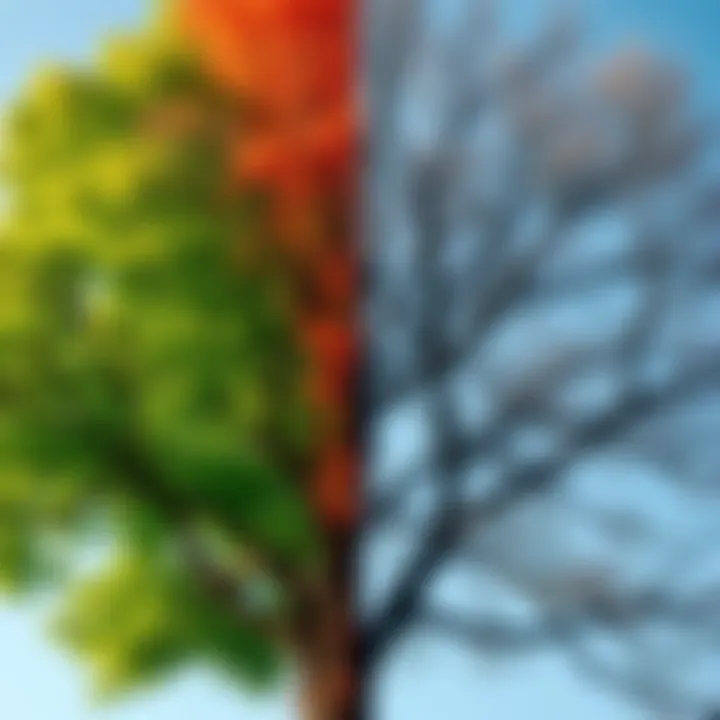 Changing Seasons A tree transitioning from green leaves in summer to bare branches in winter, symbolizing change in life.