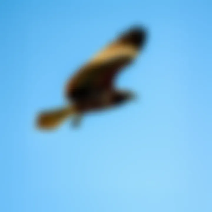 A hawk soaring against a bright sky, symbolizing freedom and perspective in the narrative