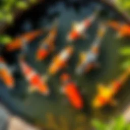 Koi Fish in a Pond Colorful koi fish swimming in a small pond surrounded by greenery, showcasing different sizes and patterns.