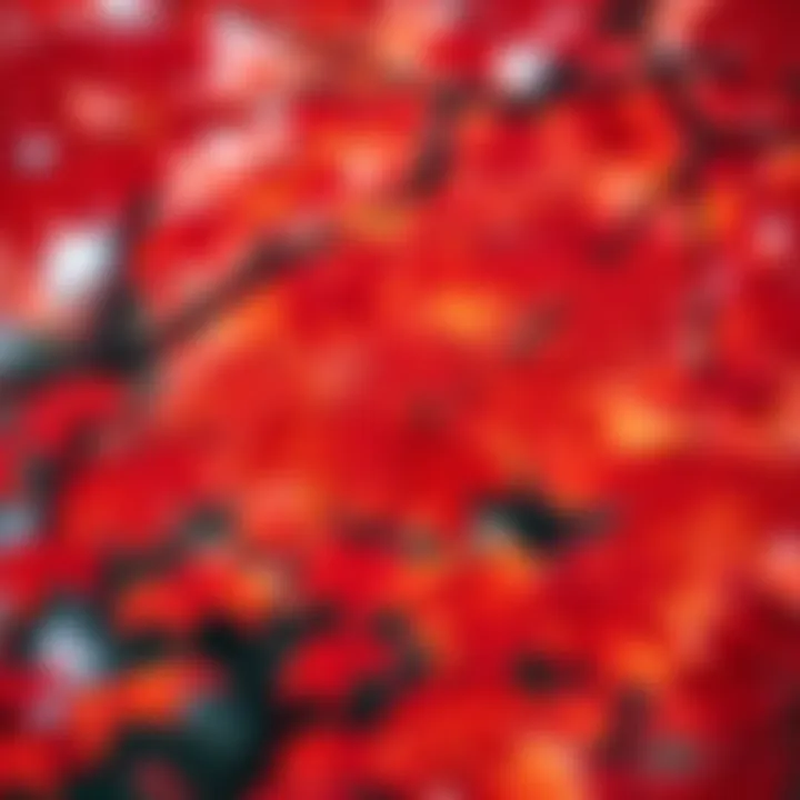 Colorful red and orange Momiji leaves on a tree during autumn