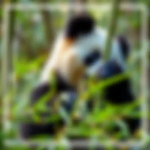 A panda munching on bamboo in a green forest setting