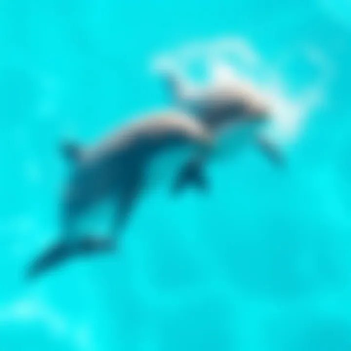 Two dolphins swim playfully in clear blue water, showcasing their bonds with each other.