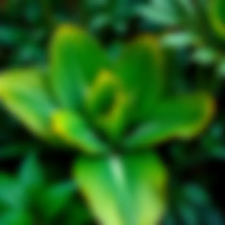 A close-up of a rare Botan plant with vibrant green leaves, showcasing its unique shape and texture, surrounded by lush foliage.