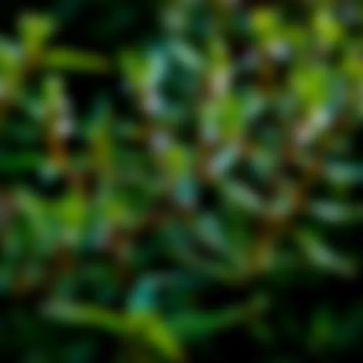 A close-up of a rare patchouli plant growing in its natural habitat, showcasing its lush green leaves and small flowers.