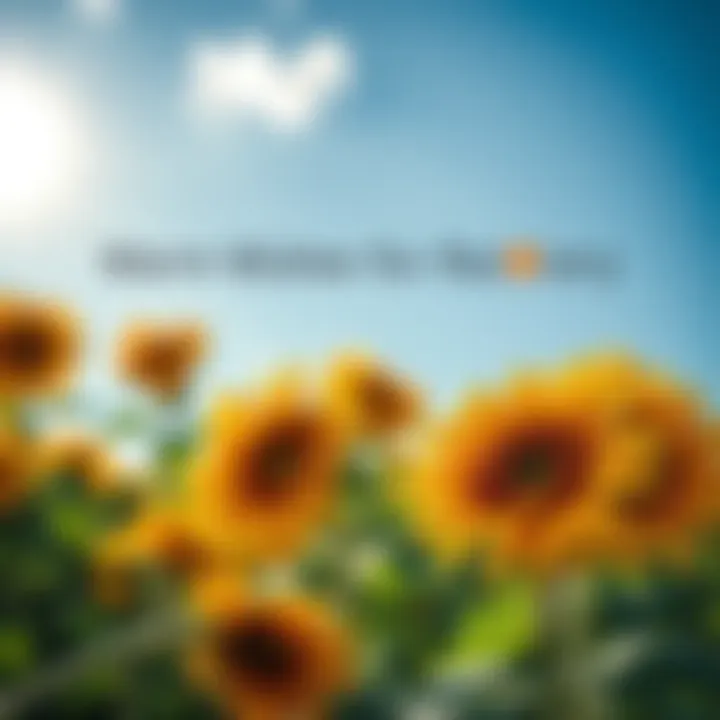 A bright summer scene with sunflowers and a heartfelt message of support for recovery, symbolizing hope and positivity.